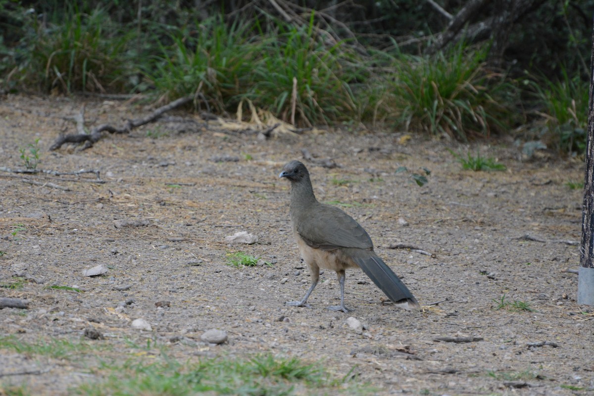 Plain Chachalaca - Lewis Ulrey