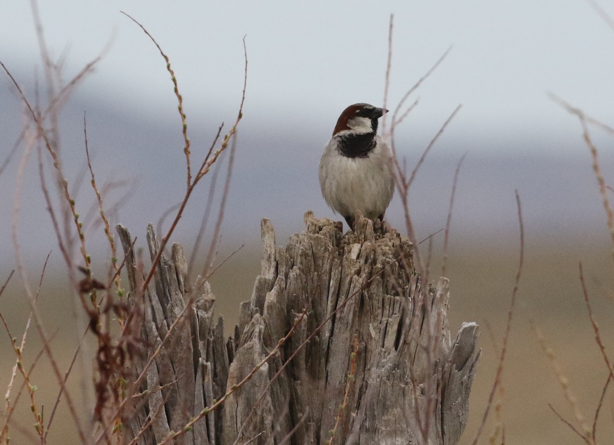 House Sparrow - ML94880761