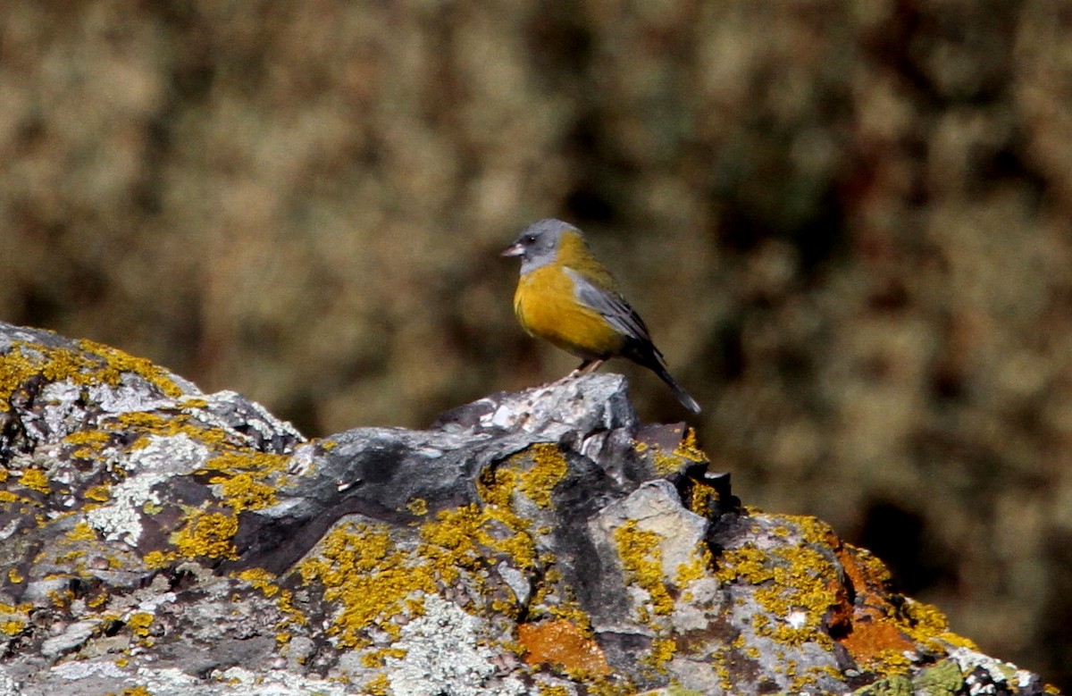 Peruvian Sierra Finch - ML94881231