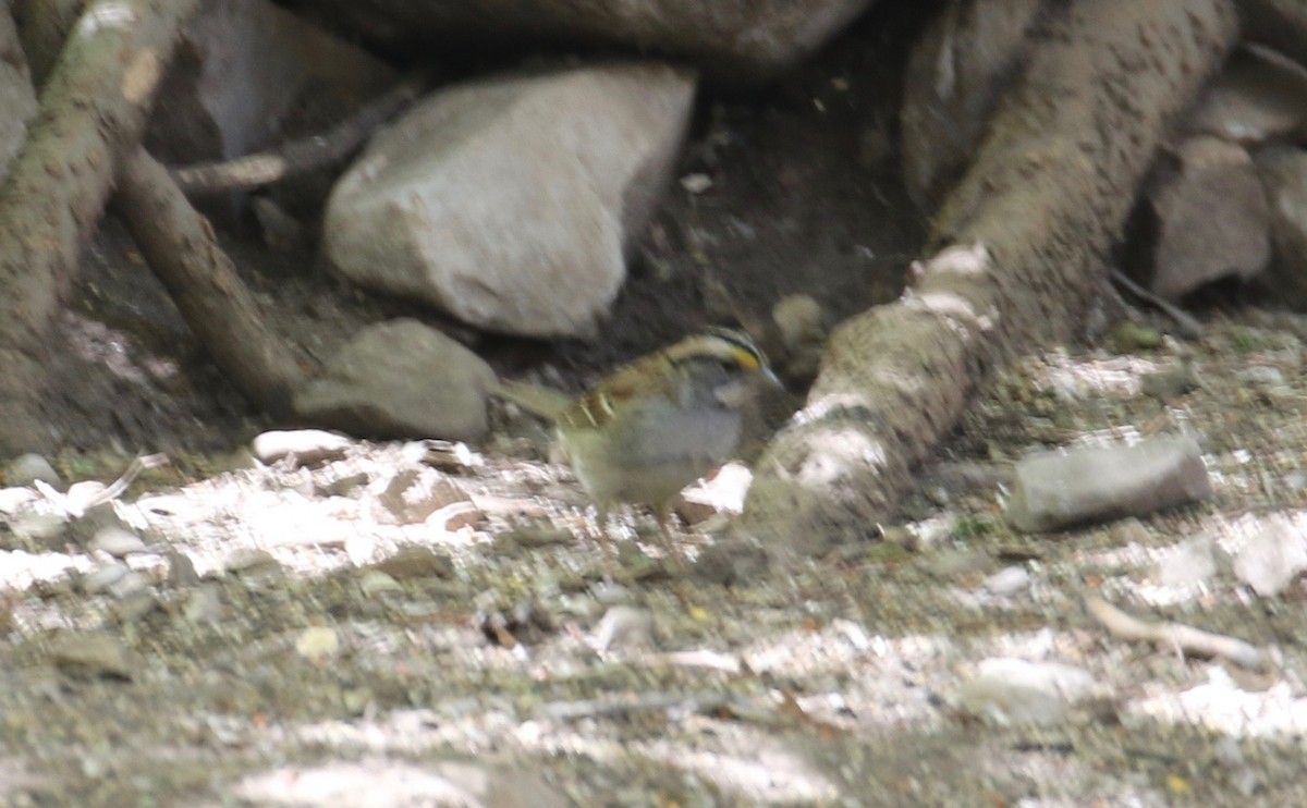 White-throated Sparrow - ML94882301
