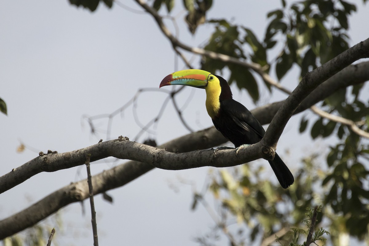 Keel-billed Toucan - ML94883791