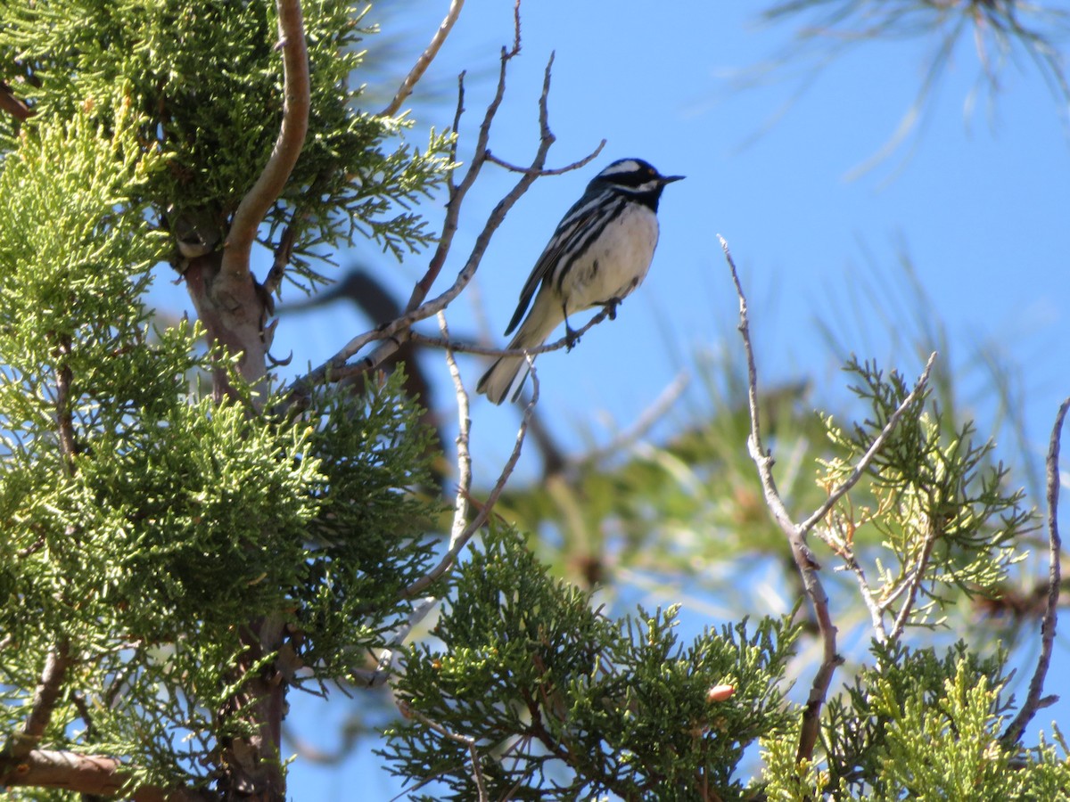 Black-throated Gray Warbler - ML94884331