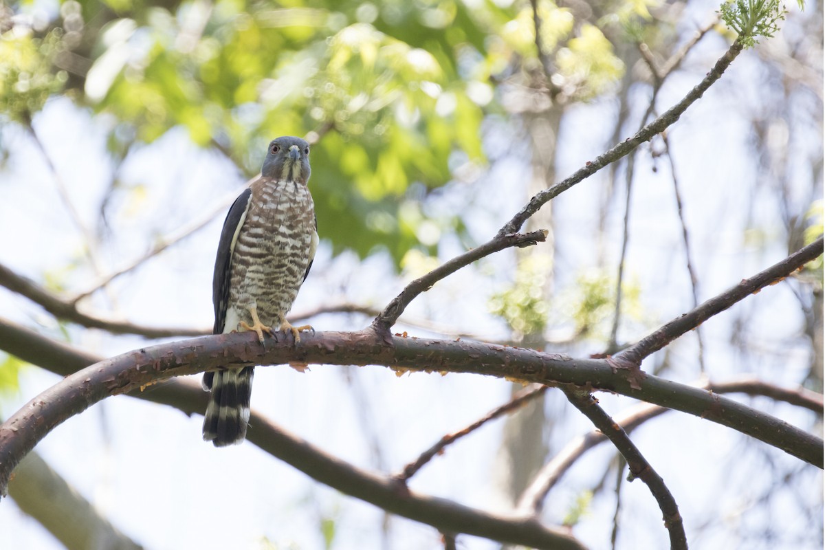 Double-toothed Kite - ML94885201