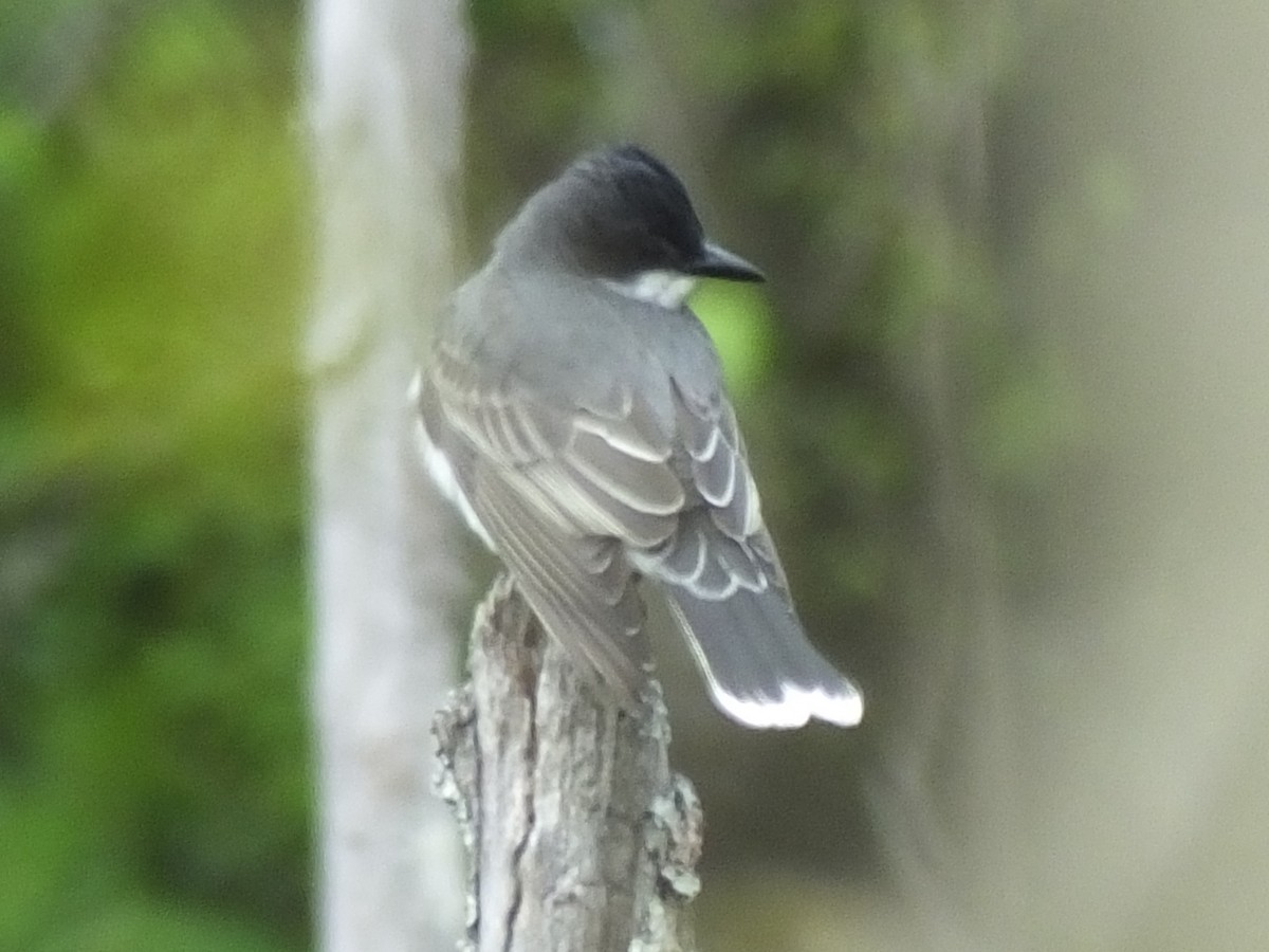 Eastern Kingbird - ML94886481