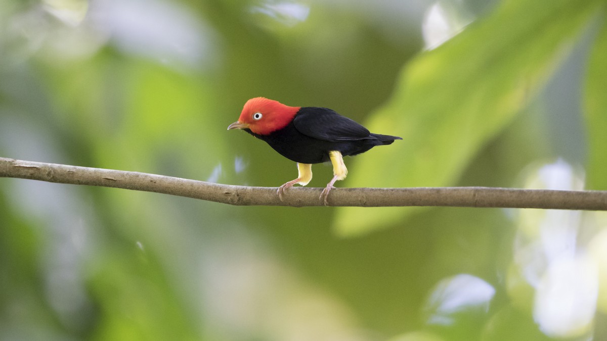 Red-capped Manakin - Marcelo Corella