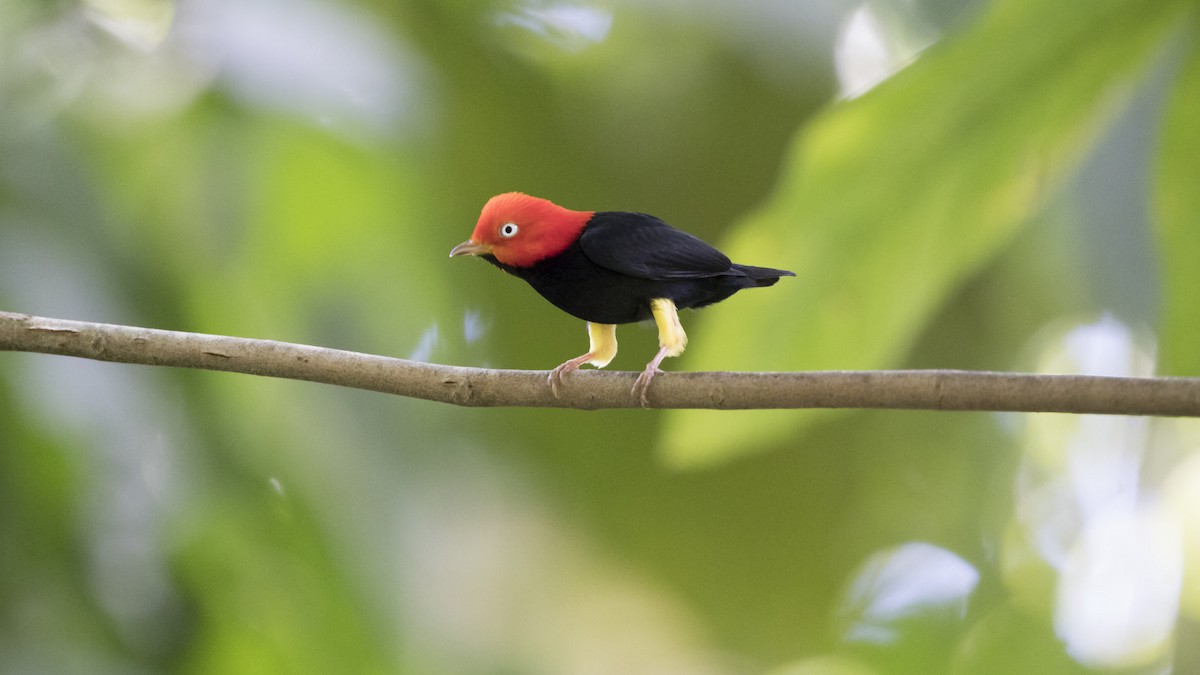 Red-capped Manakin - ML94887831