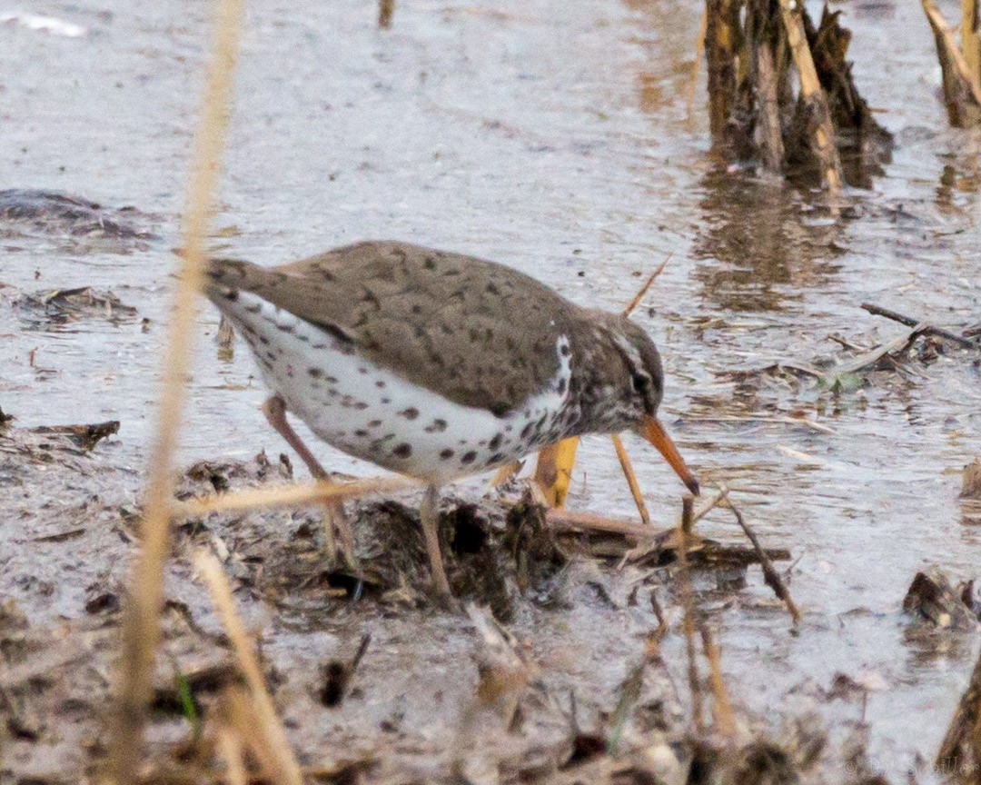 Spotted Sandpiper - ML94889031