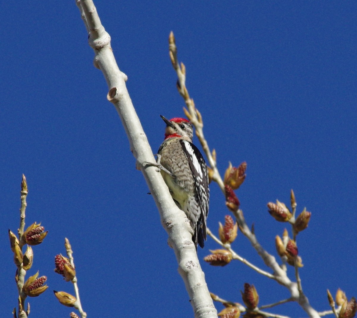 Red-naped Sapsucker - ML94889241