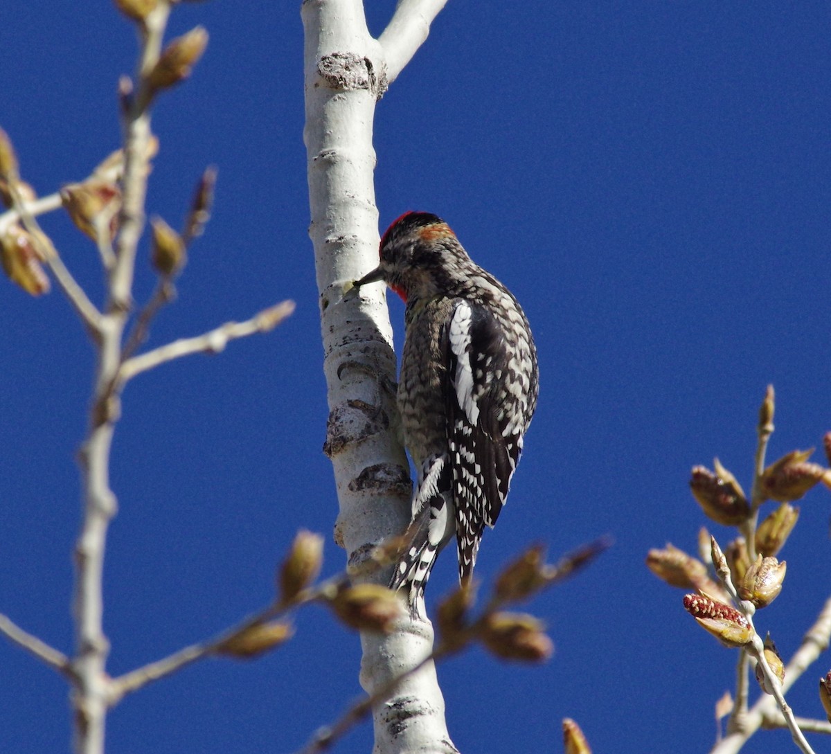 Red-naped Sapsucker - ML94889261
