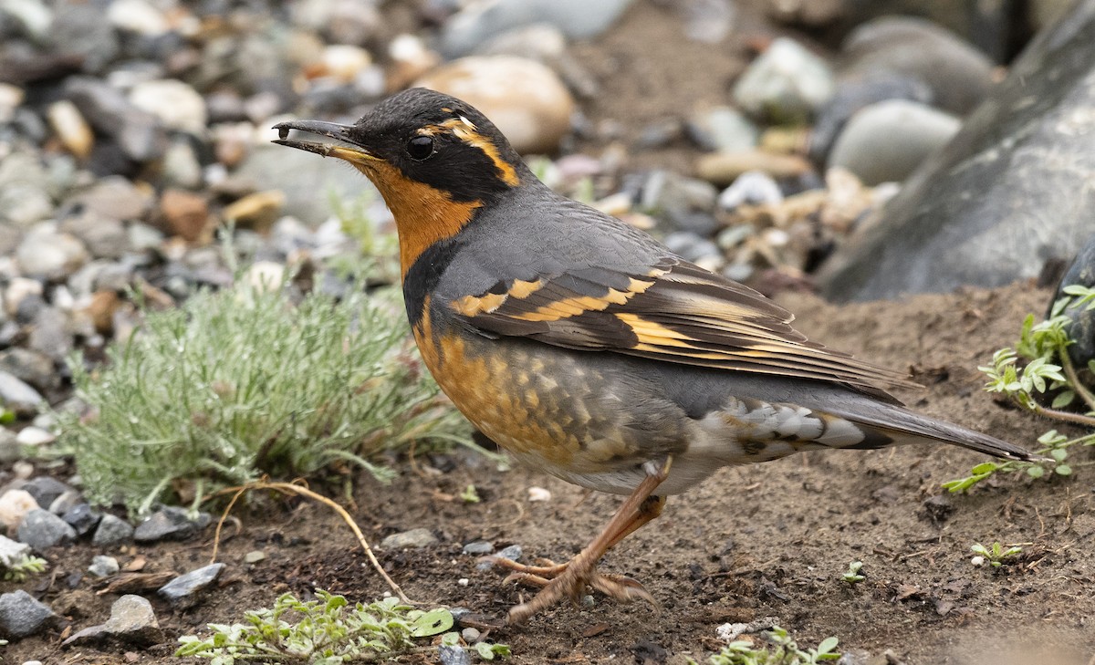 Varied Thrush - ML94891241