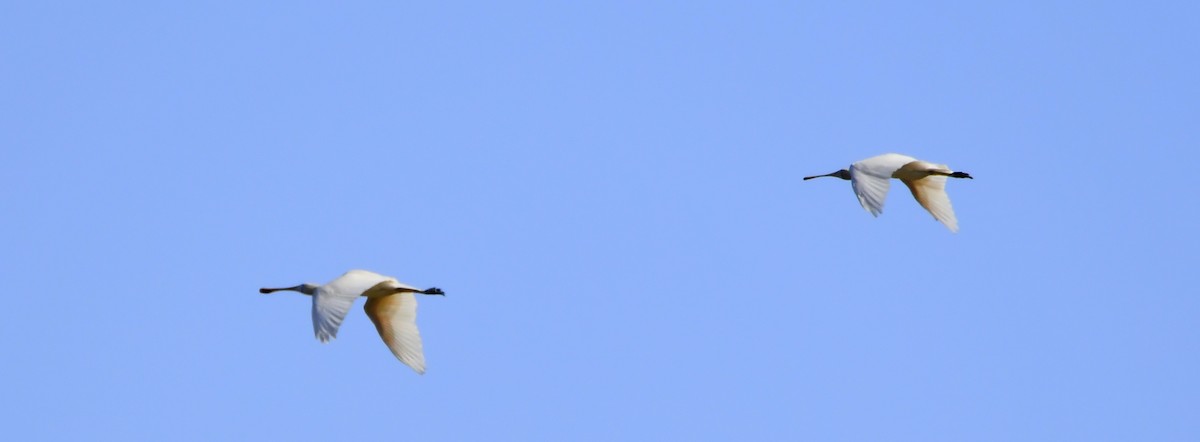 Yellow-billed Spoonbill - ML94892201