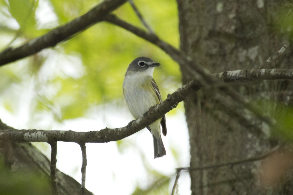 Vireo Solitario - ML94892211