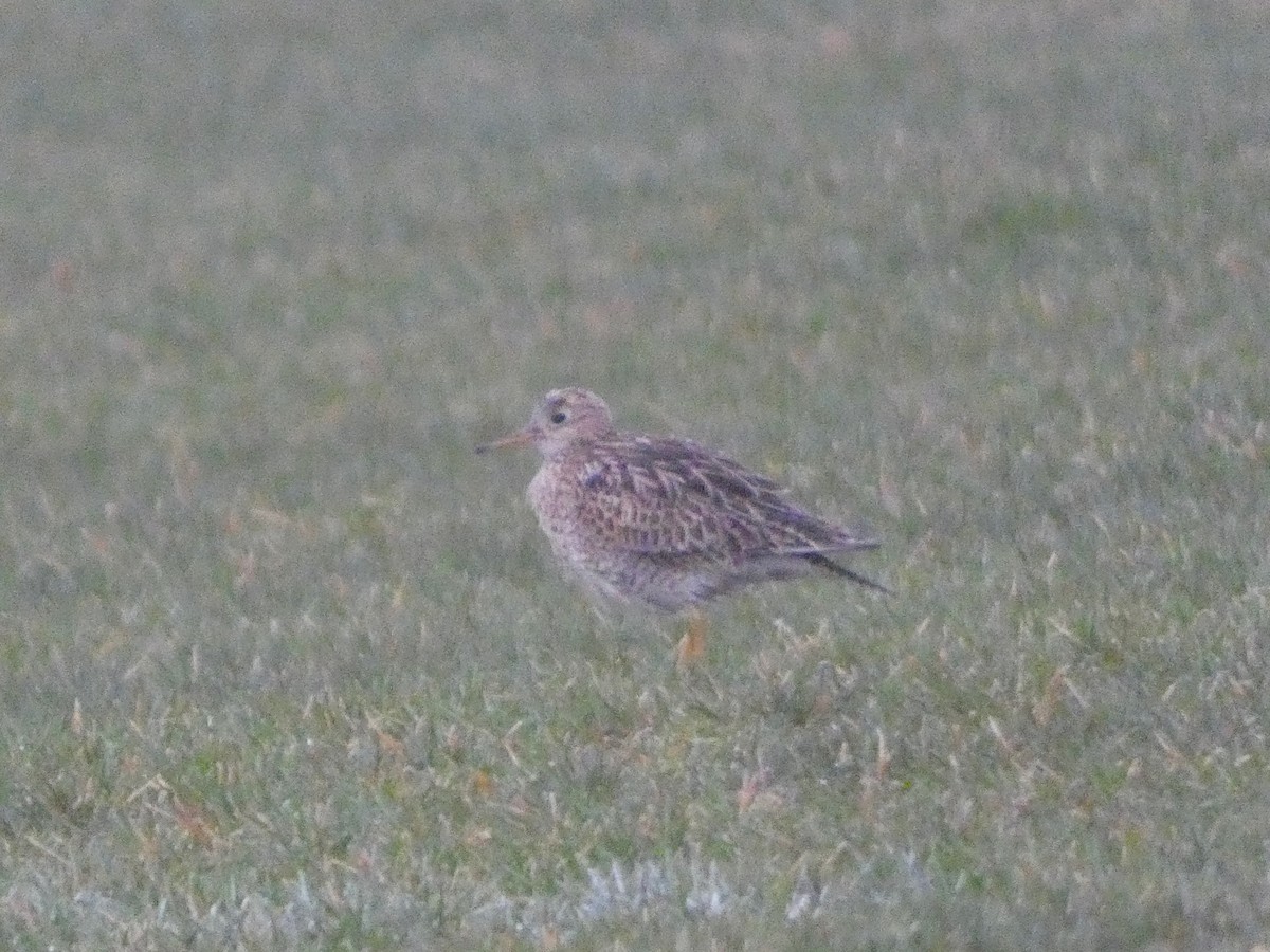 Upland Sandpiper - ML94892721