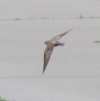 Northern Rough-winged Swallow - ML94893021