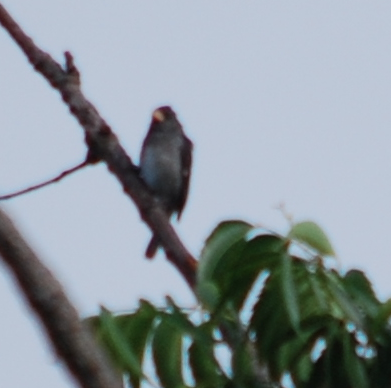 Gray Seedeater - ML94895261
