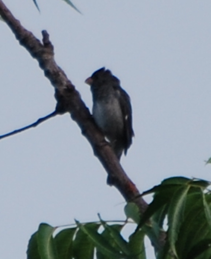 Gray Seedeater - ML94895271