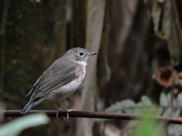 Siberian Blue Robin - ML94895991