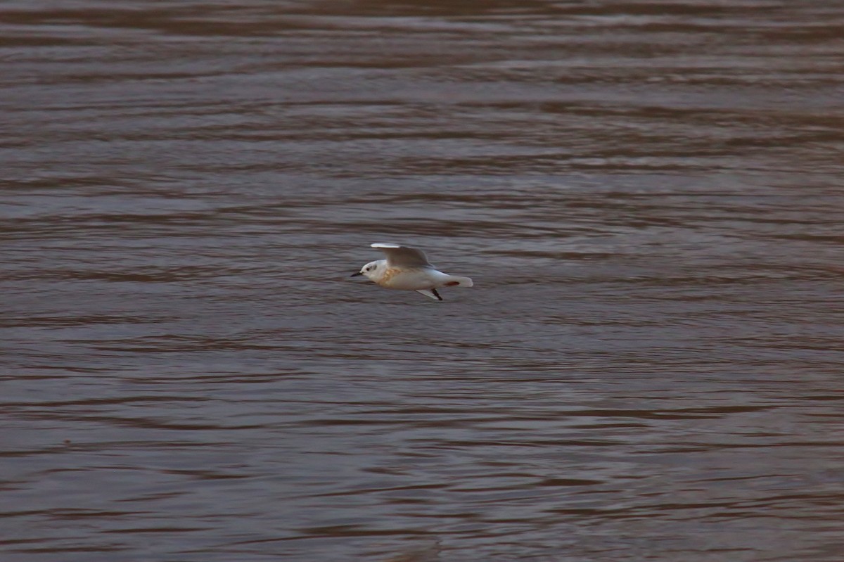 Mouette de Bonaparte - ML94899071