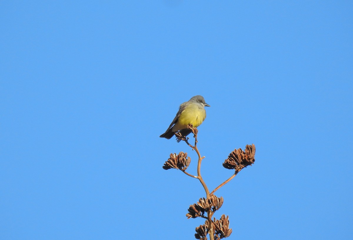 Cassin's Kingbird - ML94899341