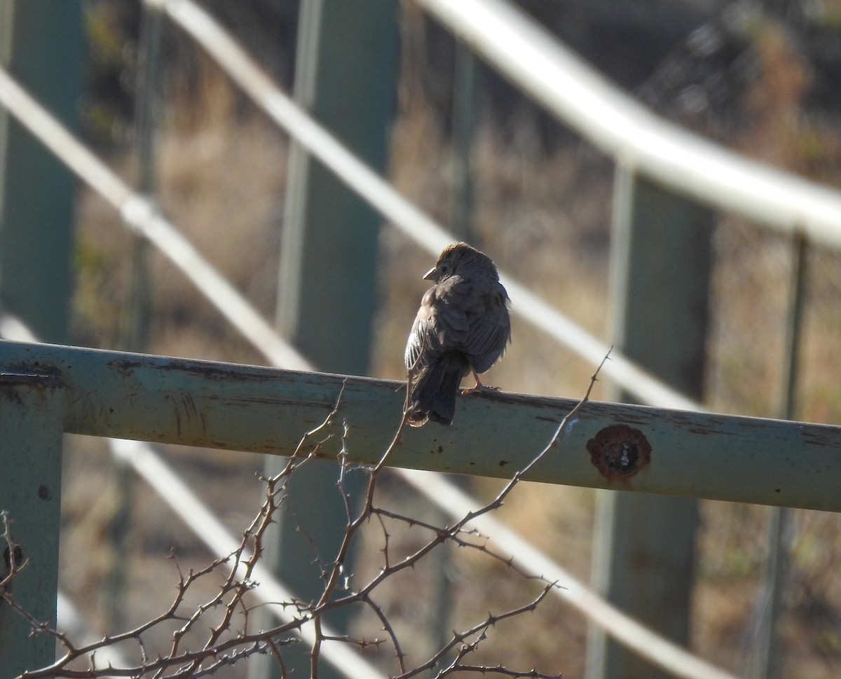 Canyon Towhee - ML94899391