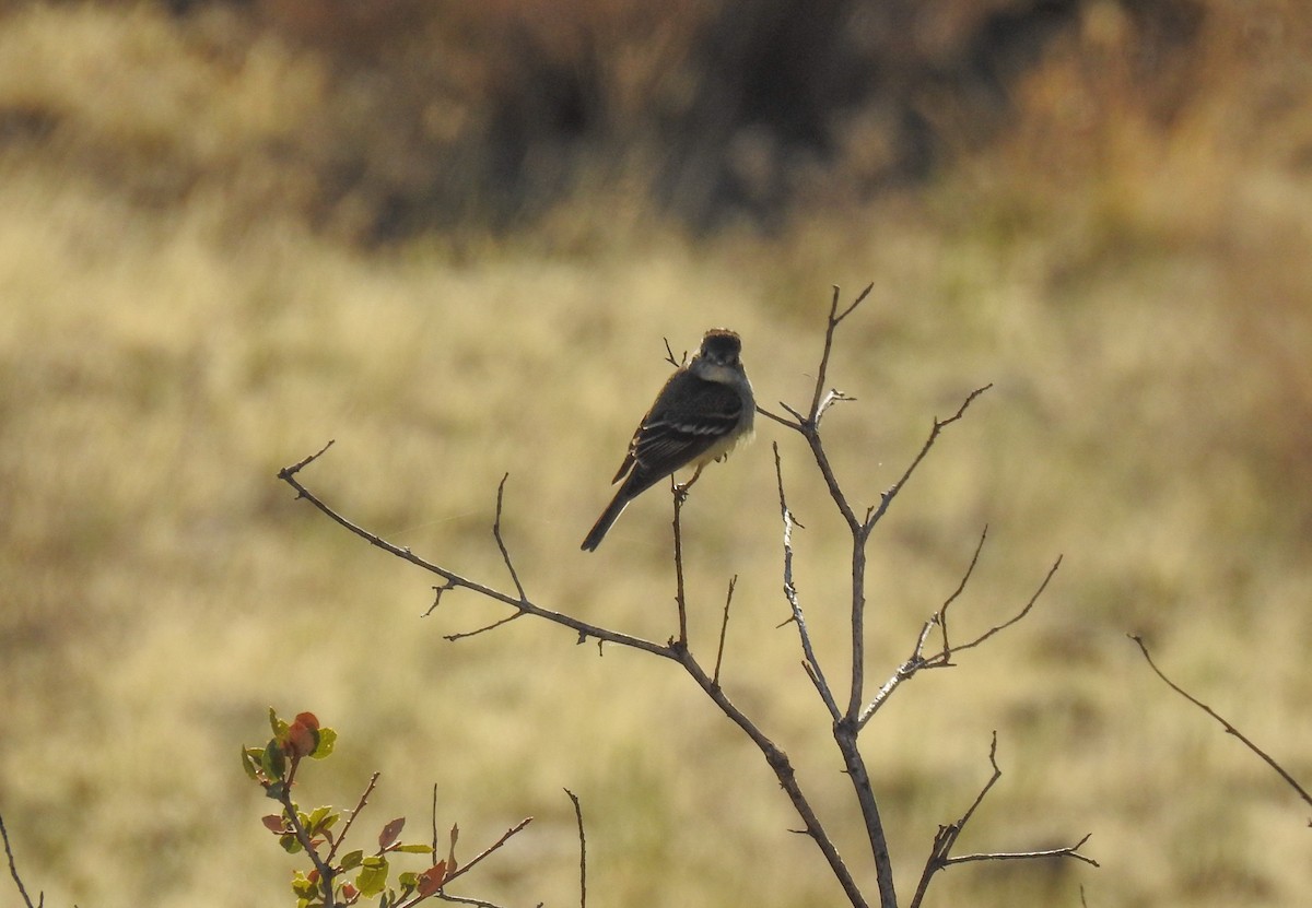 Empidonax sp. - ML94899751