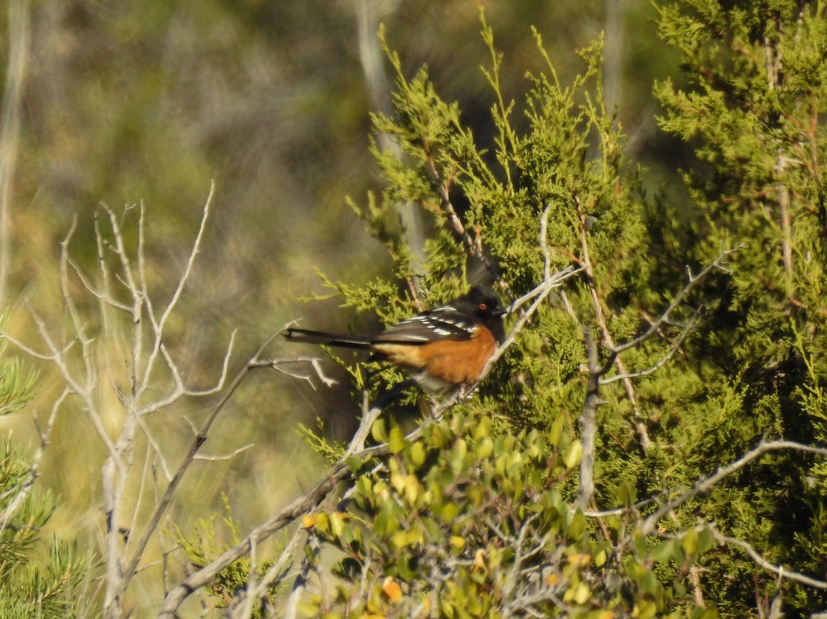 Spotted Towhee - Pam Rasmussen