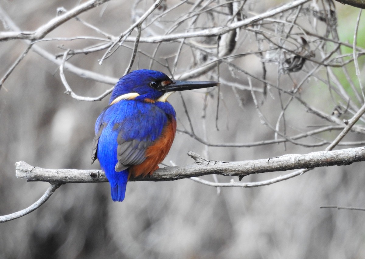 Azure Kingfisher - ML94901331