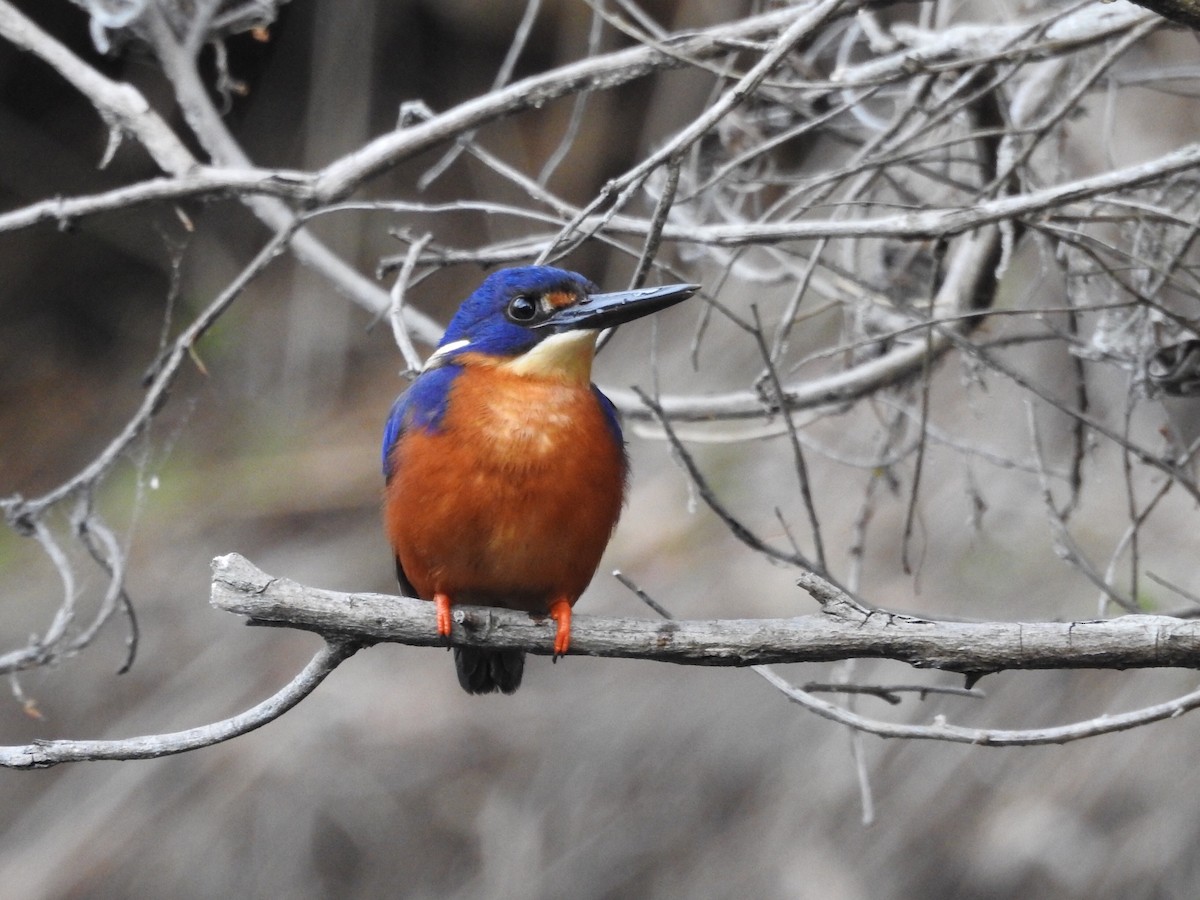 Azure Kingfisher - Jack Morgan