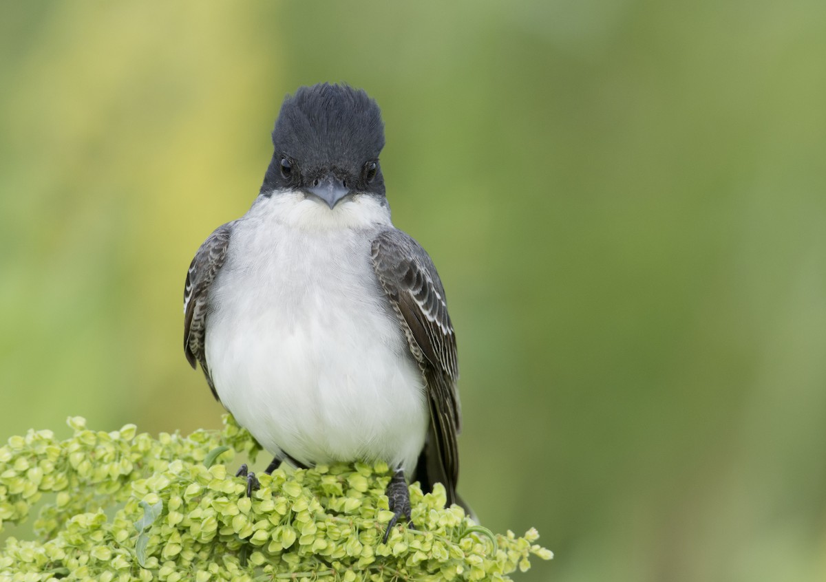 Eastern Kingbird - ML94902721