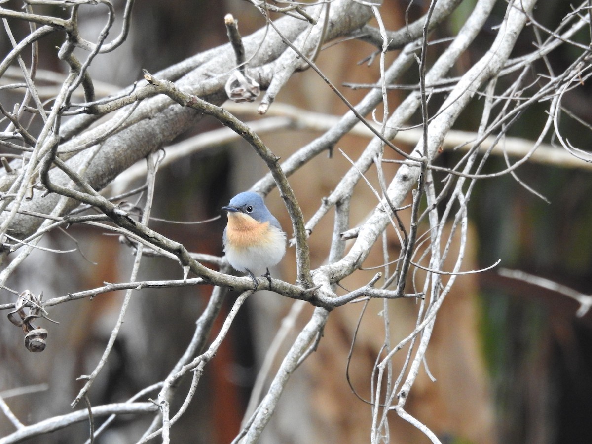 Leaden Flycatcher - ML94903211