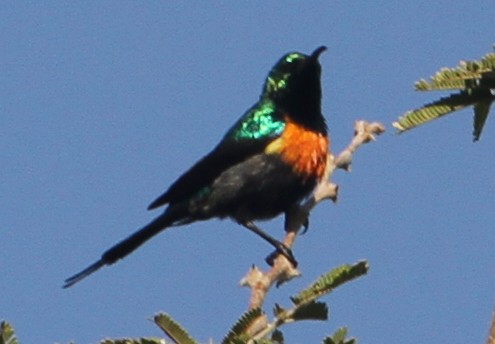 Black-bellied Sunbird - ML94905841