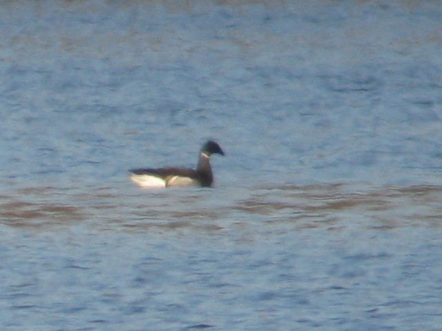 Brant - ML94907491