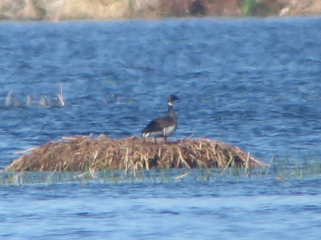 Branta musubeltza - ML94907511