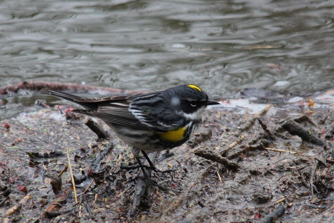 Yellow-rumped Warbler - ML94909051