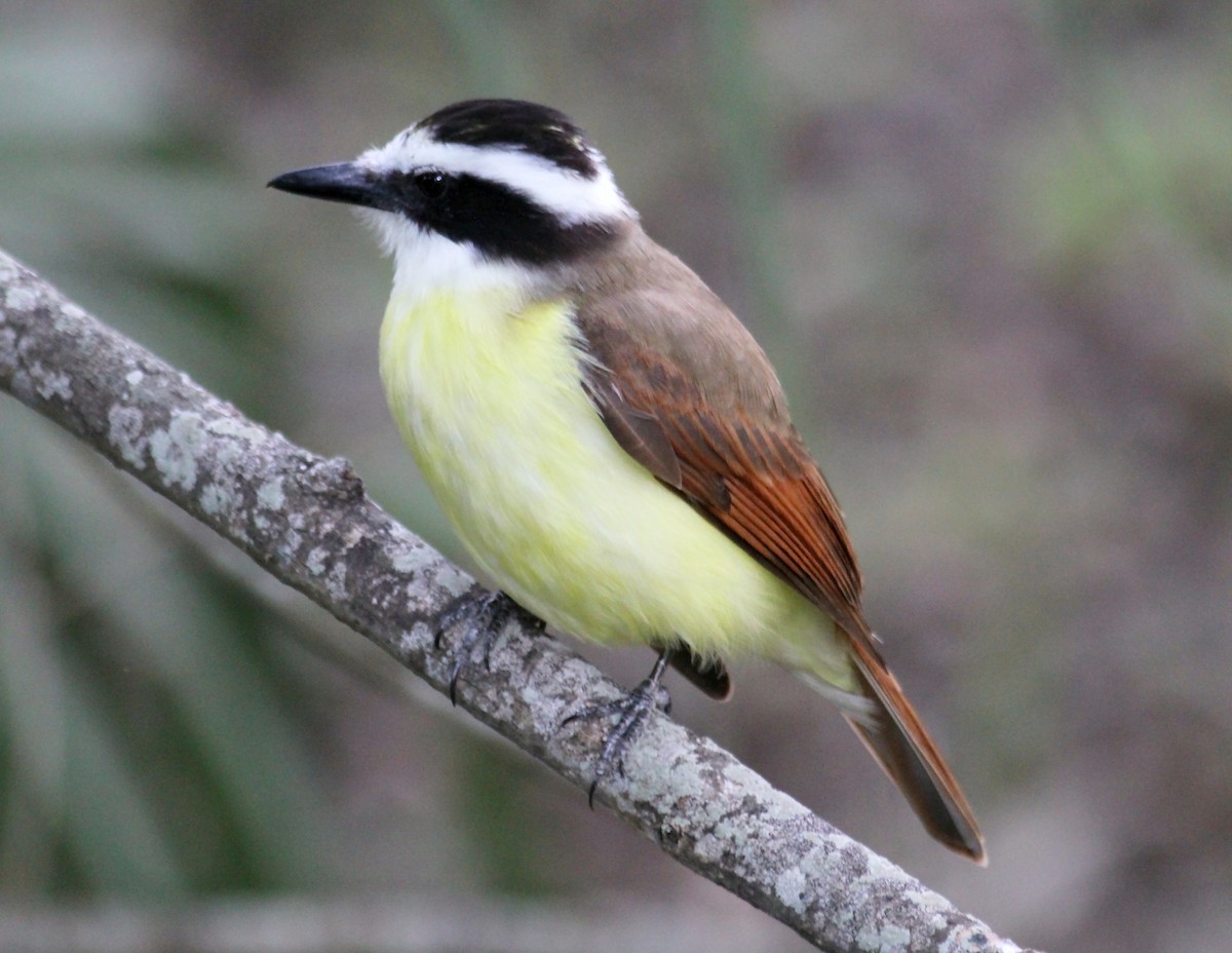 Great Kiskadee - ML94911141