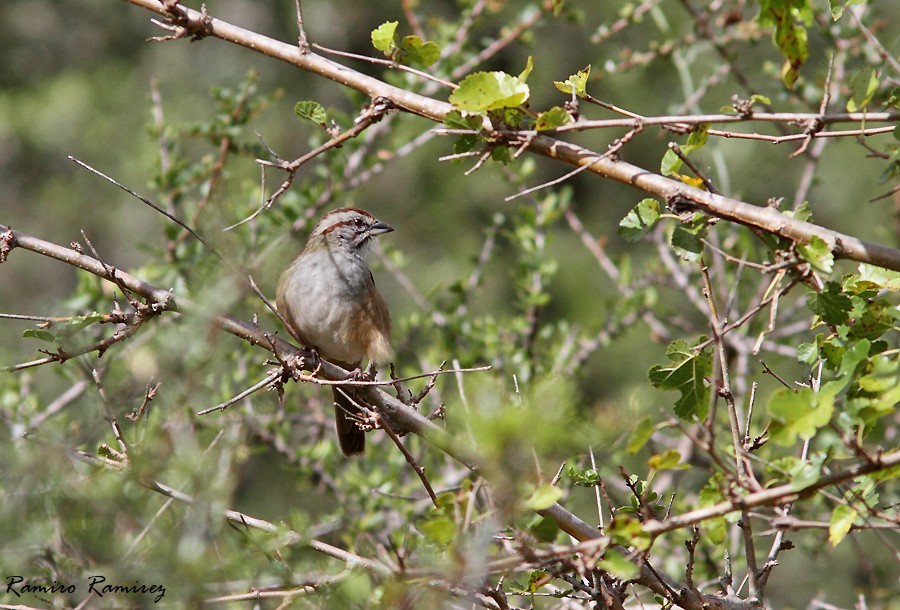 Bruant à calotte rayée - ML94911231