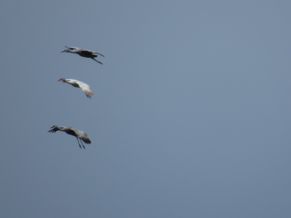 Sandhill Crane - ML94911251