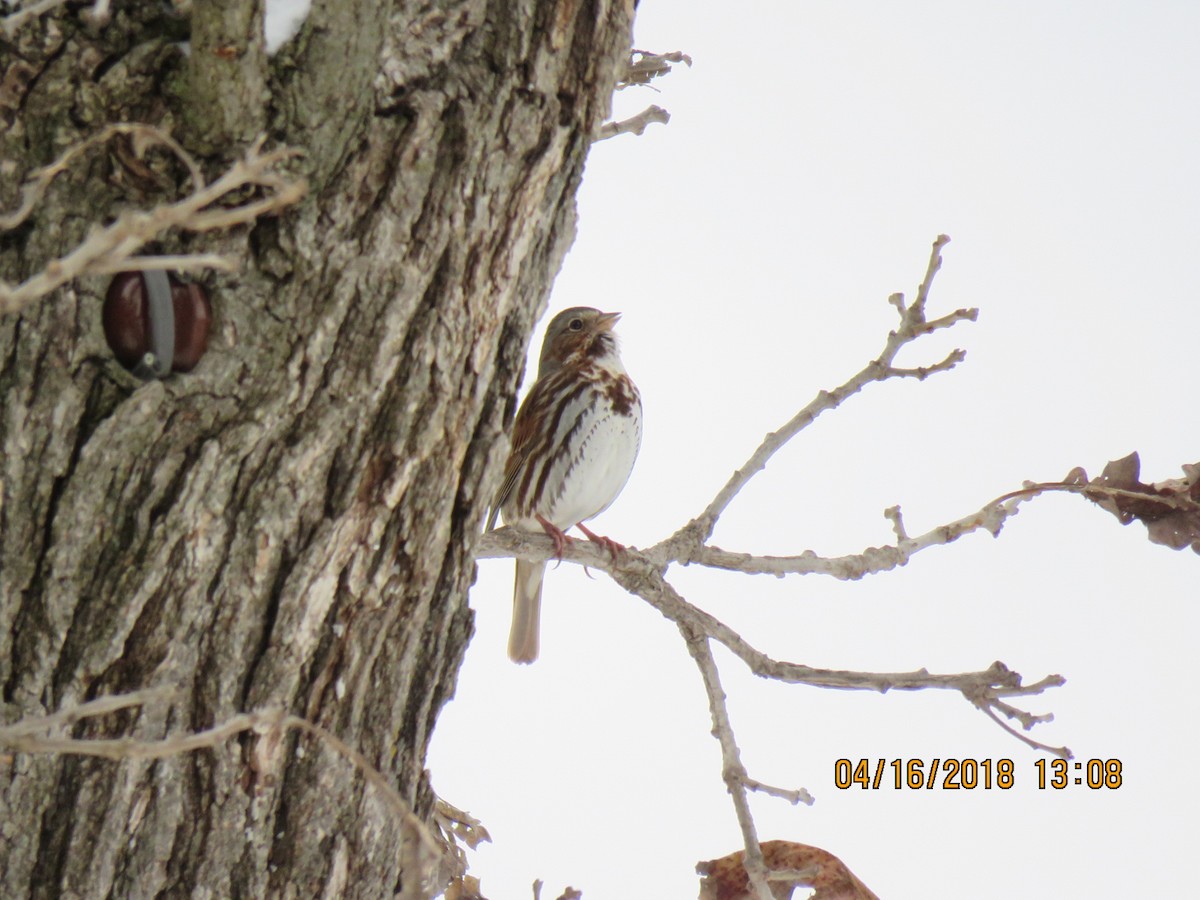 Fox Sparrow - ML94912101