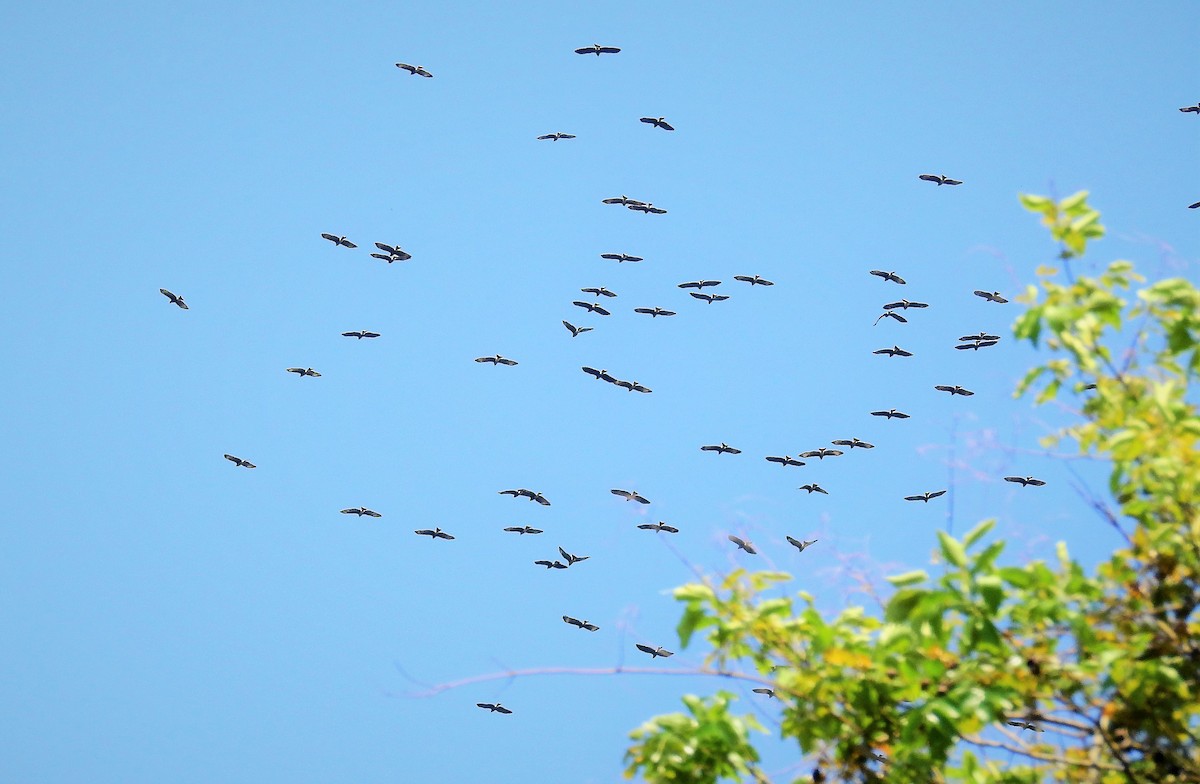 Snail Kite - ML94912171