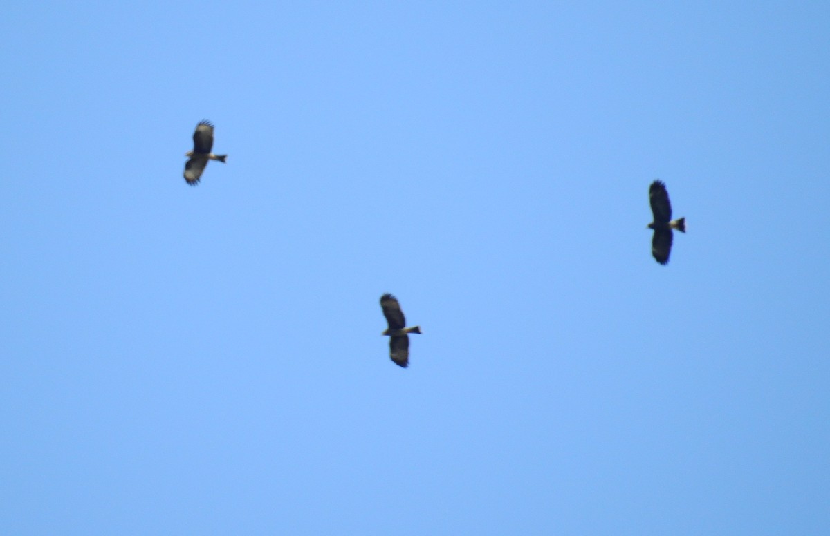 Snail Kite - ML94912181