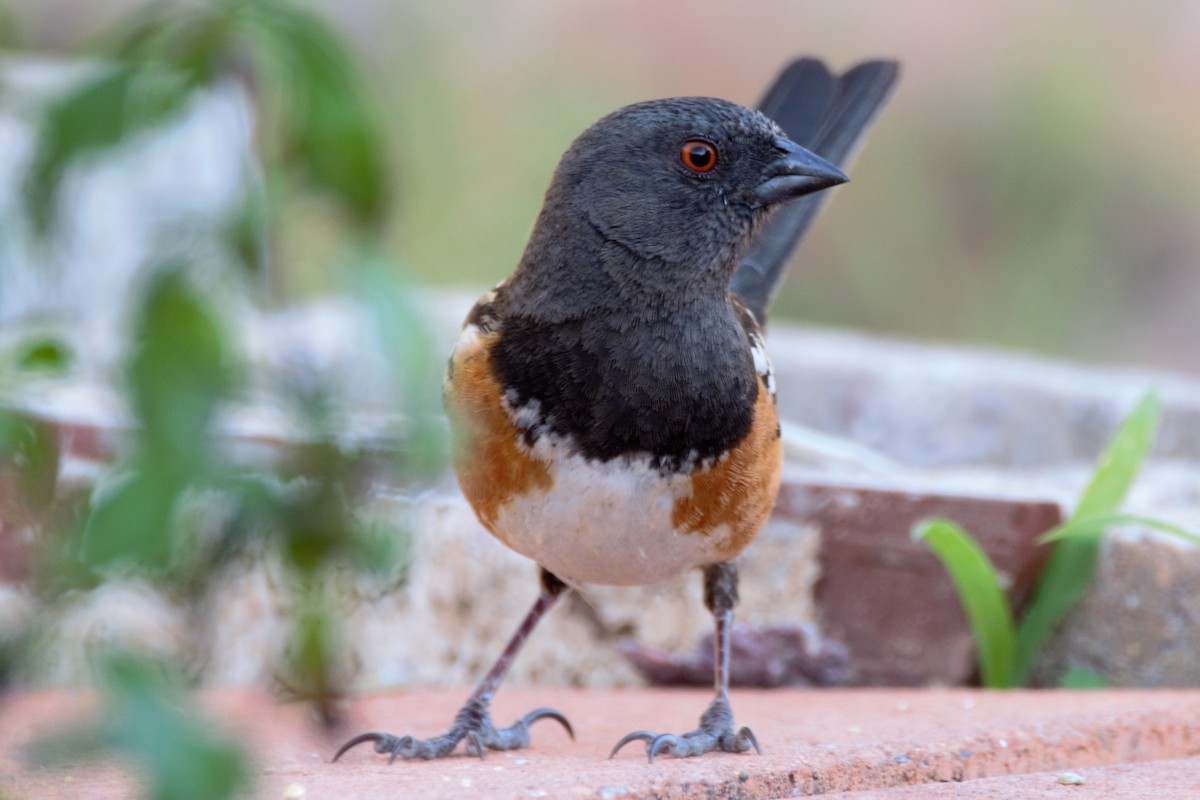 Spotted Towhee - ML94912291