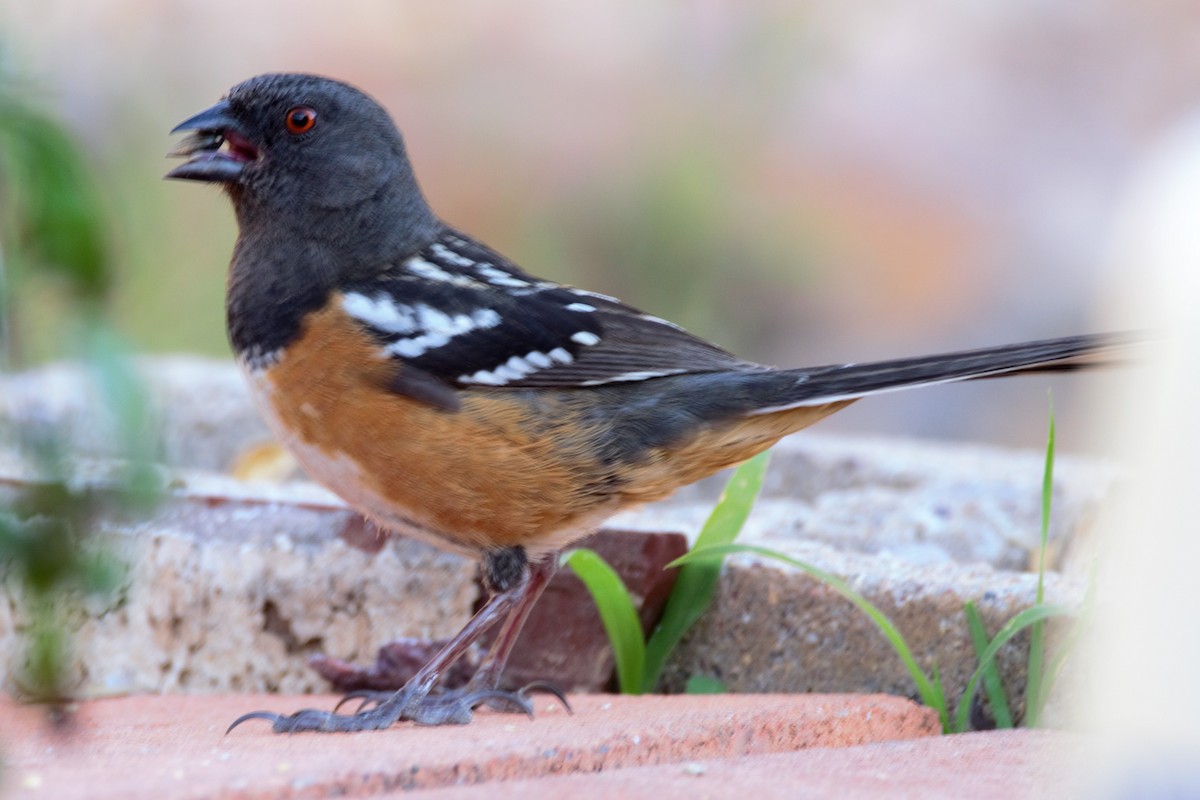 Spotted Towhee - ML94912301