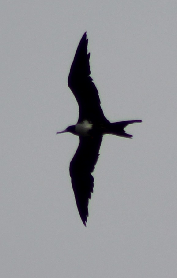 Magnificent Frigatebird - ML94914551