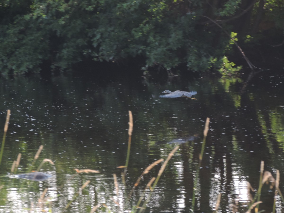 Yellow-crowned Night Heron - ML94914761