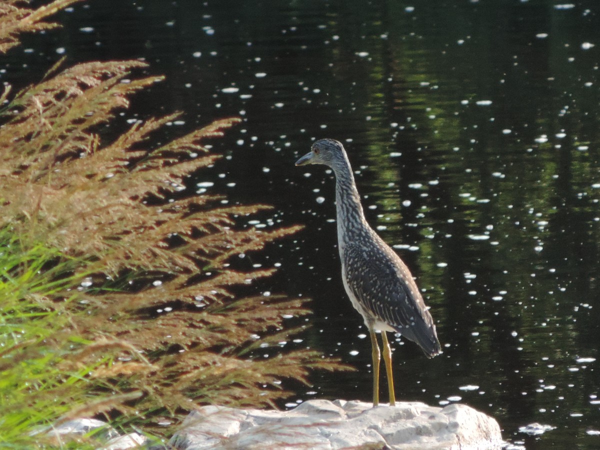 Yellow-crowned Night Heron - Dan Belter