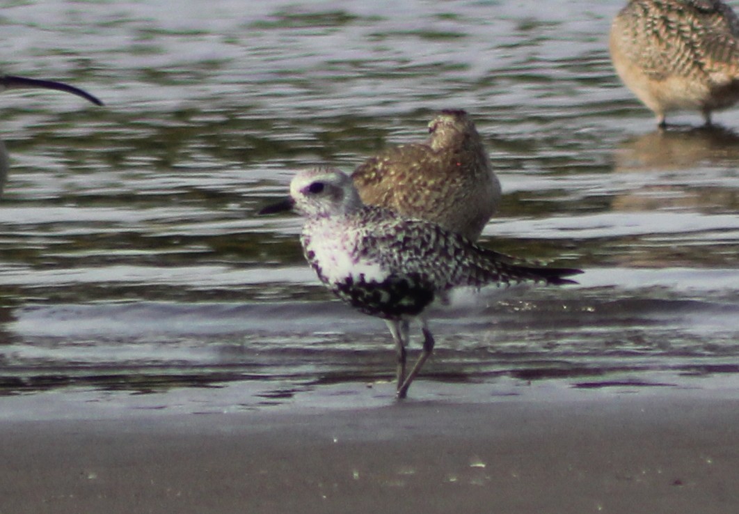 Black-bellied Plover - ML94915451