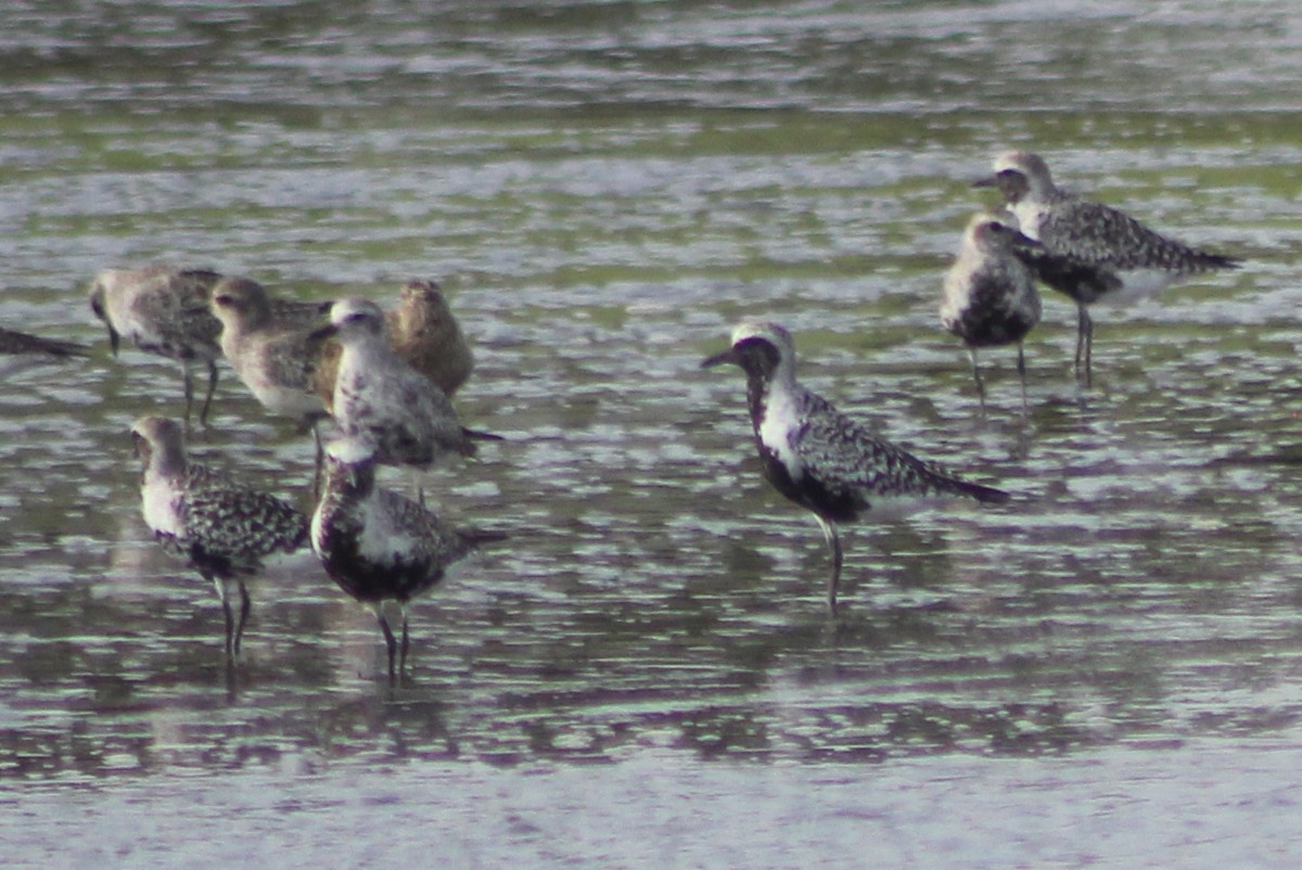 Black-bellied Plover - ML94915501