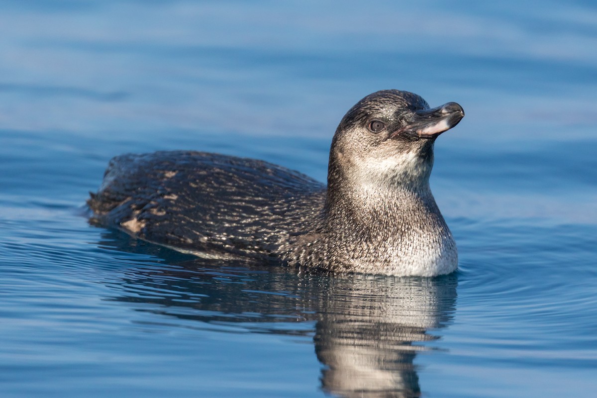 Pingüino de Galápagos - ML94915841