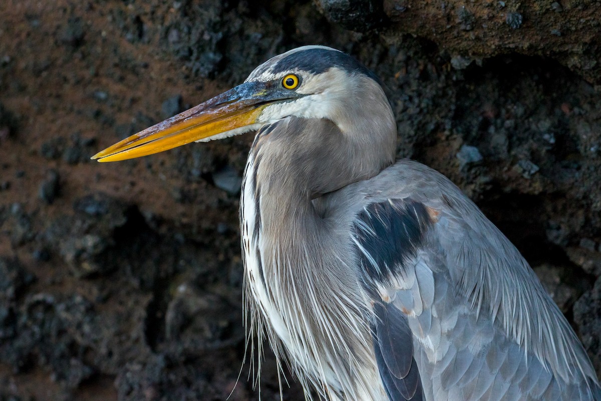 Great Blue Heron - ML94916041