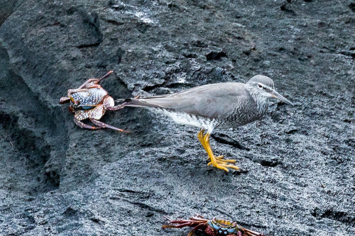 Wandering Tattler - ML94916071